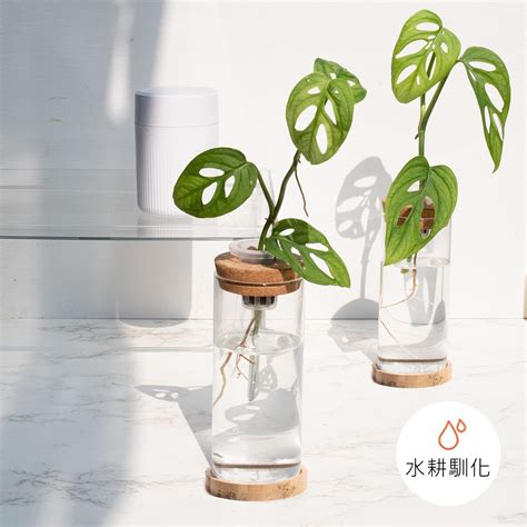 洞洞蔓綠絨水培|洞洞蔓綠絨種植指南：打造室內綠洲的必備知識 